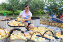 通许岳寨村， 一座被苹果林环绕的美丽村庄