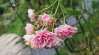 秋日仍是赏花季