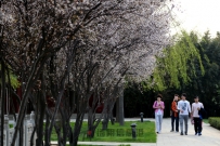 本命吉祥看岳庙 踏青祈福游羑里